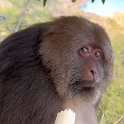 2023-08-24 10_04_14-(11)Seriously_#xingxing #monkey #lovely #cuteanimals #fyp #fypシ #funny #si... _ 